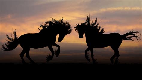 4k Horses Wallpapers High Quality Download Free