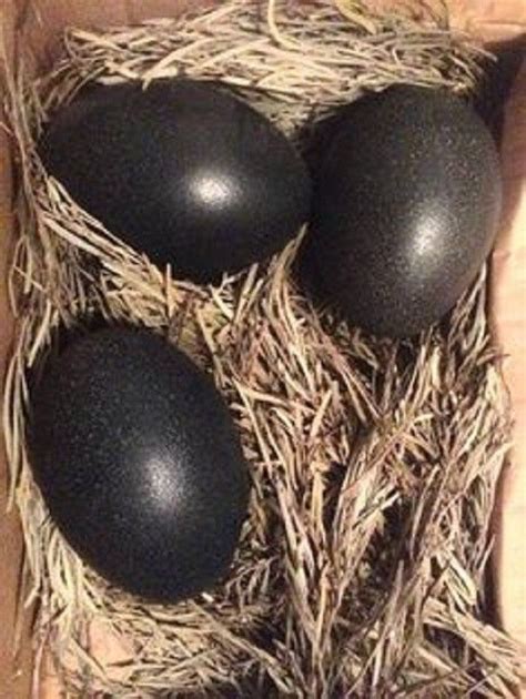 ayam cemani chicken eggs black chickens chickens backyard beautiful chickens