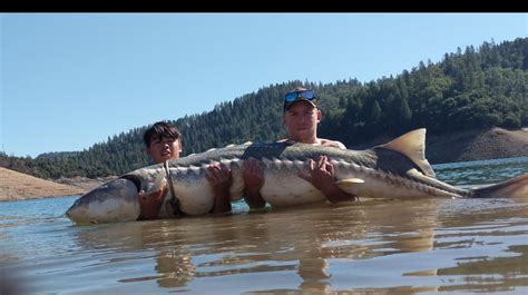 Big Fish Anglers Rescue Monster 8 Foot Long Sturgeon In Lake Shasta