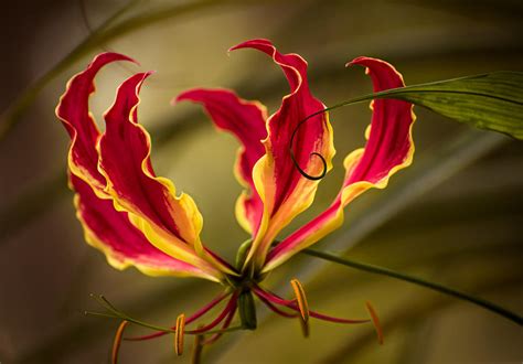 Fire Lily Photograph By Zina Stromberg Pixels