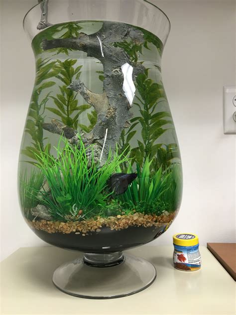 Some people even say that they prefer to be in a tiny bowl. Home Aquarium Ideas: The Aquarium Buyers Guide Large Betta ...