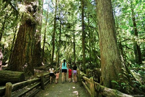 Cathedral Grove In Macmillan Provincial Park World Adventurists