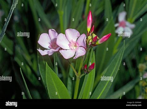 Oleander Nerium Oleander Stock Photo Alamy