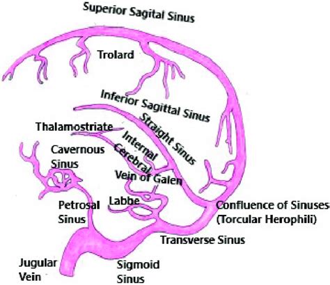 Cerebral Venous Anatomy Download Scientific Diagram