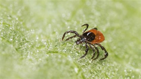 Check Your Outdoor Space For Ticks With This Brilliant Hack