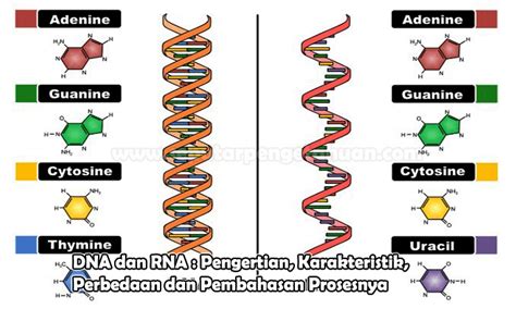 DNA Dan RNA Pengertian Karakteristik Perbedaan Dan Pembahasan Prosesnya