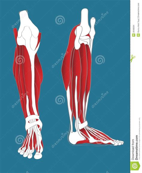 Leg Muscular System Stock Vector Illustration Of Muscular 2648094