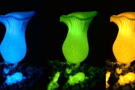 Glow In The Dark Mushrooms Have A Newly Discovered Chemical To Thank