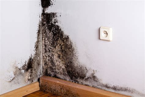 What Does Black Mold Look Like A Guide To Testing And Treating Black