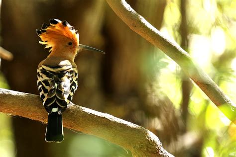 Madagascar Hoopoe Upupa Marginata One Of Three Hoopoe Spe Flickr