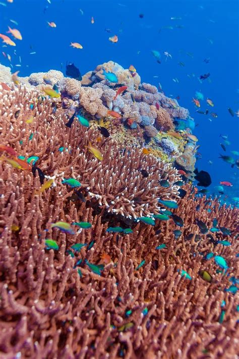 Ecosystem Of Tropical Coral Reef Maldives Stock Image Image Of