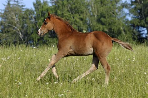 American Quarter Horse Věra Marková