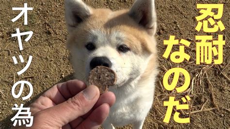 【元凶暴犬】オヤジの相手は疲れるがオヤツの為に付き合う秋田犬 Youtube