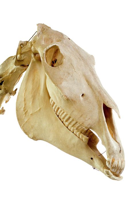 Horse Skull Photograph By Daniel Sambrausscience Photo Library
