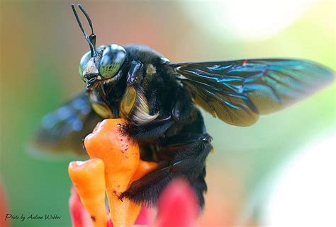 Large Black Bumble Bee Black Bumble Bee Bee Bumble Bee