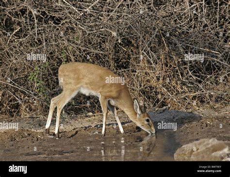 Duiker Duikers Antelope Antelopes Bovidae Bovid Bovids Herbivore Herbivores Africa African