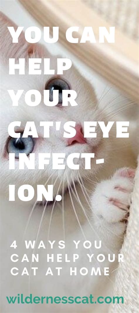 Home Remedies For Cat Eye Infection Wildernesscat Cat Eye Infection