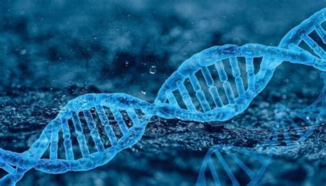 Genes Gen Tica Cromosomas C Mo Funciona Problemas De Los Genes