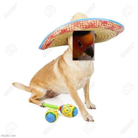 Dog With Sombrero Meme