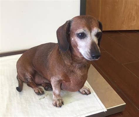 Fattest Sausage Dog Loses Half His Body Weight After Crash Diet