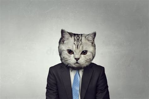 Cat In Business Suit Mixed Media Stock Photo Image Of Creative