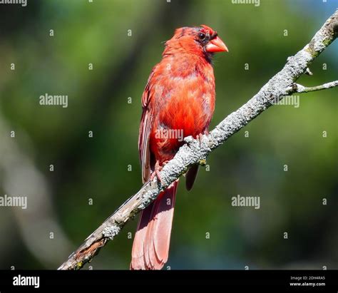 Molting Male Northern Cardinal Bird Bright Red With Bald Black Head