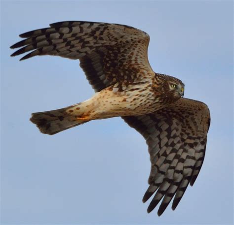 Brookside Hillbilly Northern Harrier