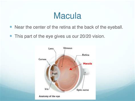 Ppt The Eye Powerpoint Presentation Free Download Id6517804