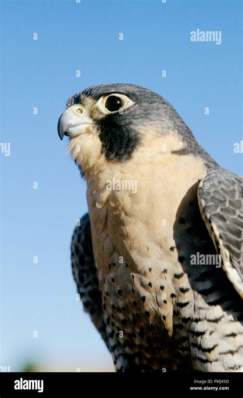 Peregrine Falcon Captive Falco Peregrinus At The World Center For