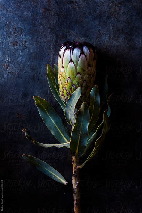 Protea Flower By Nadine Greeff