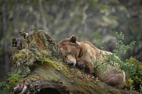 8 Most Incredible Animal Photos Of 2015