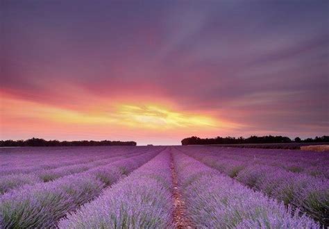 Lavender Field In Provence France 💙 Scenery Lavender Fields