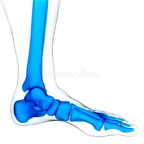 Human Skeleton System Foot Bone Joints Anatomy Stock Illustration
