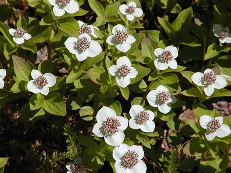 Creeping Dogwood Bunchberry Cornus Canadensis Seeds Ground Cover