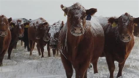 How Ranchers Are Keeping Livestock Safe From The Cold Youtube