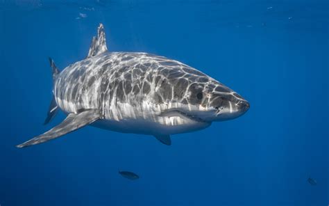Wallpaper Animals Underwater Great White Shark 2560x1600 Px