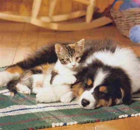 145 Best Images About Dogs And Cats Together On Pinterest