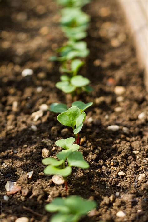 Young Plants Growing In The Garden On A Sunny Day Del Colaborador De