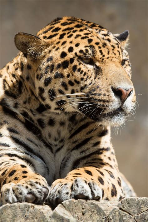 Download Wallpaper 800x1200 Jaguar Animal Predator