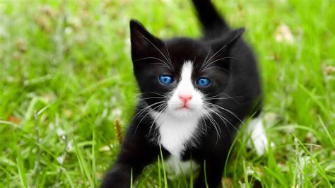Download Small Black And White Cat With Blue Eyes Wallpaper