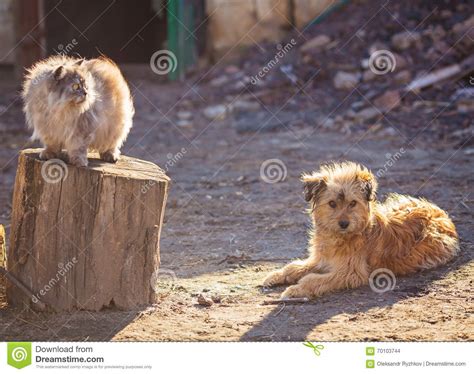 Dog And Cat Best Friends Playing Together Outdoor Stock Photo Image Of Kitty Dream 70103744