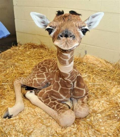 Baby Giraffe Cute Baby Animals Baby Animals Pictures Cute Little