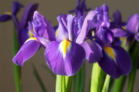 Buy Purple Sensation Bulbs Online Dutch Iris
