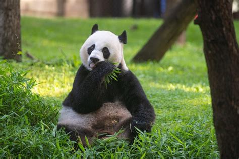 Giant Panda Habitat Closes As Signs Increase Of Possible Birth Of Cub