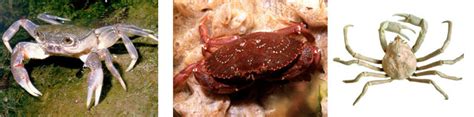 Different Types Of Crab With Pictures