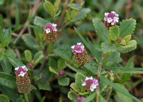 Phyla Nodiflora Texas Frog Fruit Grow Wild Greenery