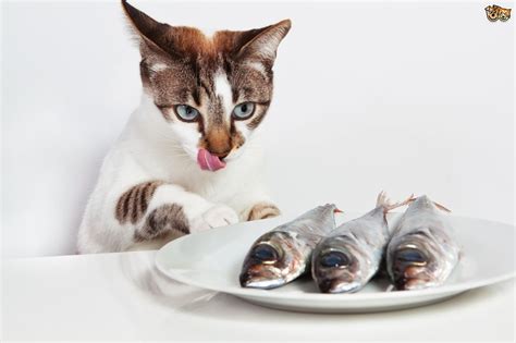 Maybe you would like to learn more about one of these? Is feeding fish to your cat a good idea? | Pets4Homes