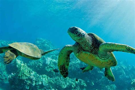 Turtle Islands National Park Sandakan Malaysia Gokayu Your Travel