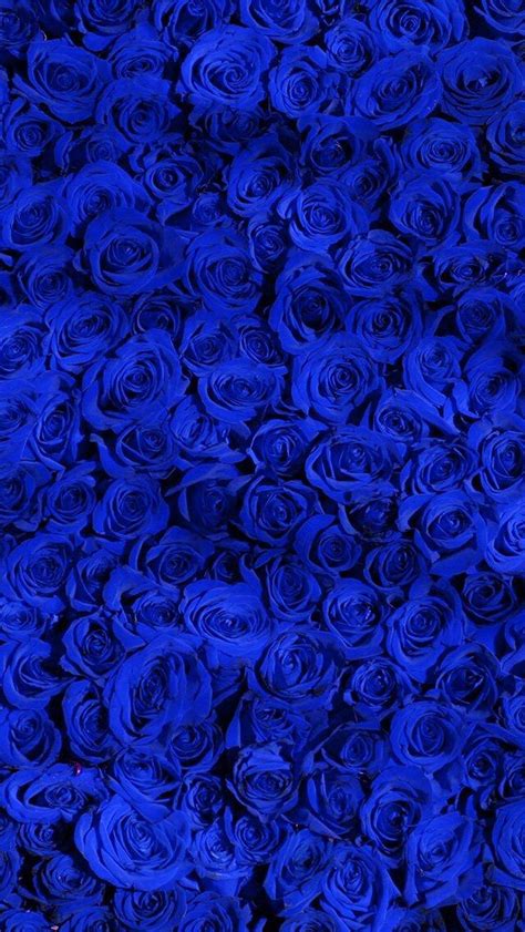 Wallpaper Iphone Blue Rose Blue Roses Wallpaper Blue Flower