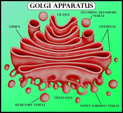 Which Side Of The Golgi Apparatus Has Thin Membranesa Concave Distal
